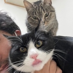 猫２匹　グレー♀2歳　黒♂1歳