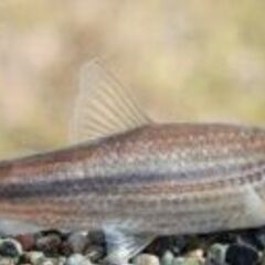 里山のお魚達２（タモロコ、タカハヤ、ドジョウ、ホトケドジョウ、タ...