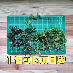 【水槽関連】水草　水上葉　パート5