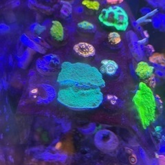 グリーンのウスコモン　グリーンアップル　まとめ買いで最大3割引！の画像