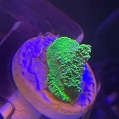 グリーンのウスコモン　グリーンアップル　まとめ買いで最大3割引！の画像