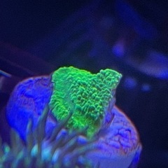 グリーンのウスコモン　グリーンアップル　まとめ買いで最大3割引！の画像