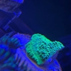 グリーンのウスコモン　グリーンアップル　まとめ買いで最大3割引！の画像