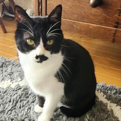 人なれしている大人猫のパーコ　とてもあまえんぼです。