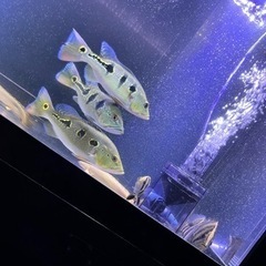 🐟°･🐠アクアリウム友達募集°･🐠🐟 - メンバー募集