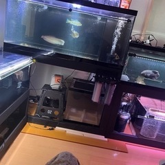 🐟°･🐠アクアリウム友達募集°･🐠🐟 - 町田市