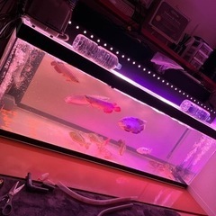 🐟°･🐠アクアリウム友達募集°･🐠🐟