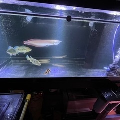 🐟°･🐠アクアリウム友達募集°･🐠🐟 - 友達