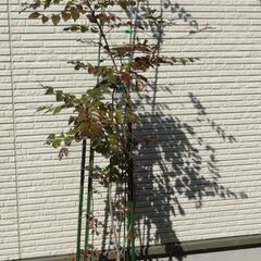 鉢植えの樹木【取引終了】