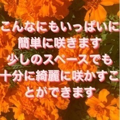 マリーゴールド　種　100粒以上　説明書付きの画像