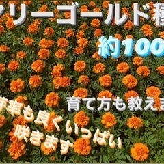 マリーゴールド　種　100粒以上　説明書付き