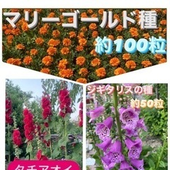 マリーゴールド・タチアオイ・ジギタリス3種セットの画像