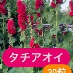 タチアオイの種　ホリホック　赤色　約30粒　説明書付き