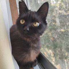 なつこい長毛黒猫ちゃん！