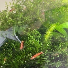 綺麗なミナミヌマエビ メダカ水槽などのタンクメイトに♪の画像