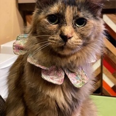 ❤️里親様決定しました❤️