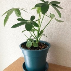 観葉植物　シェフレラ（カポック）②　25cm　ブルーカラーの3....
