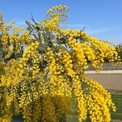 ミモザの木の画像