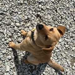 里親大募集