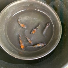 三色ラメめだか　3ペア【取引中】