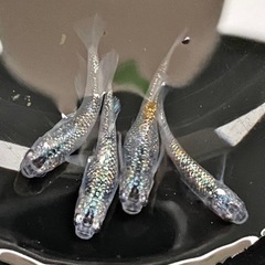 ※【抽選済】メダカ🐟　🎁第3回プレゼント企画🎁