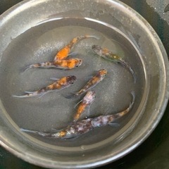 3色ラメめだか　4ペアの画像