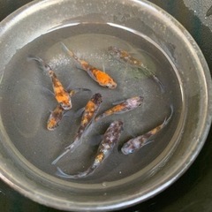 3色ラメめだか　4ペア