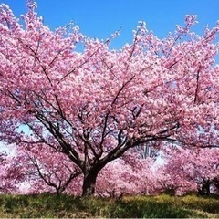 🌸🌸🌸お花見メンバー募集します🌸🌸🌸