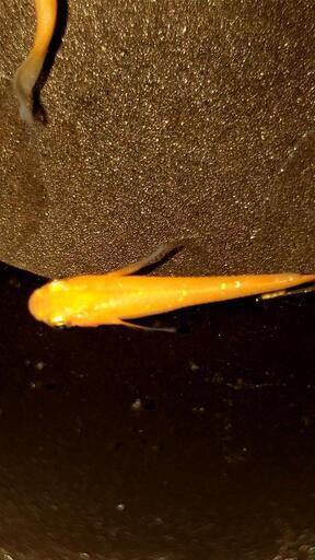 紅帝ラメヒレ長めだか