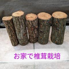 原木椎茸栽培セット