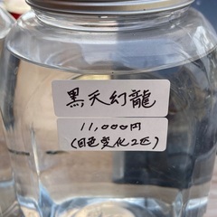 楓庵さんお薦め　黒天幻龍　メダカ　5匹