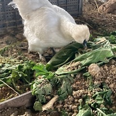 古米、くず米を譲ってください。虫がいても可 - 長野市