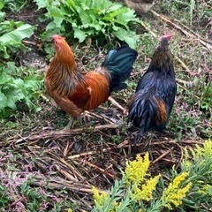 古米、くず米を譲ってください。虫がいても可 − 長野県
