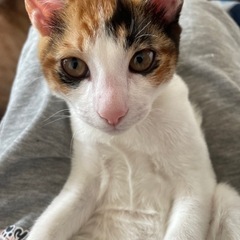 トライアル中   4ヶ月 三毛猫メス おこめちゃん