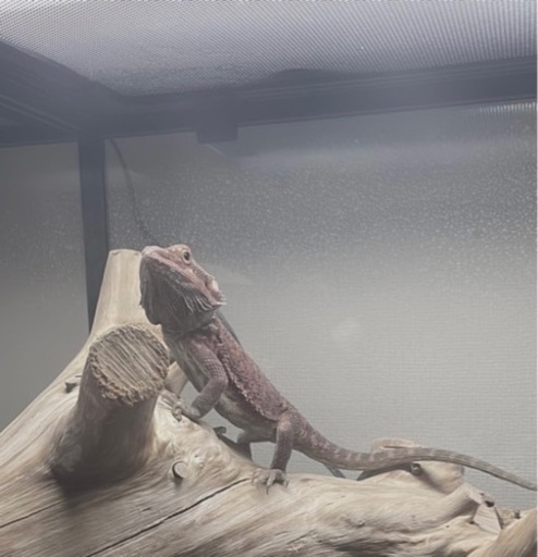 フトアゴヒゲトカゲ飼育セット