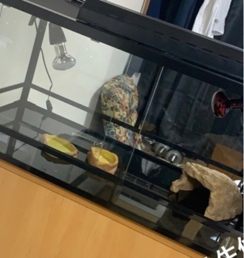 フトアゴヒゲトカゲ飼育セット