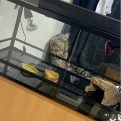 フトアゴヒゲトカゲ飼育セット