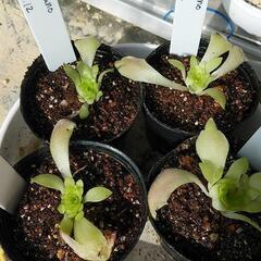 食虫植物ピンギキュラマルチャーノ（華鏡）