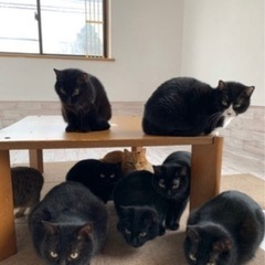 一緒に猫の世話をしてみませんか？🐱