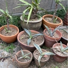 植木鉢各種2の画像