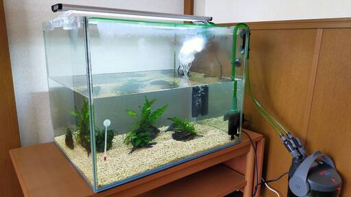 水槽一式　生体含む　水槽幅60センチ　エーハイム外部フィルター　GEX照明　GEXオートヒーター　EHEIM　ブッシープレコ