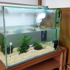 水槽一式　生体含む　水槽幅60センチ　エーハイム外部フィルター　...