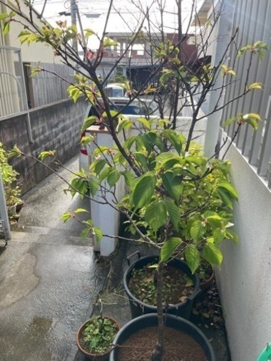 河津桜