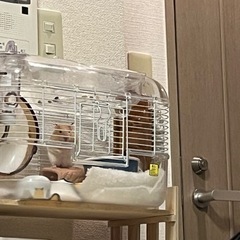 ゴールデンキンクマ里親募集 - その他