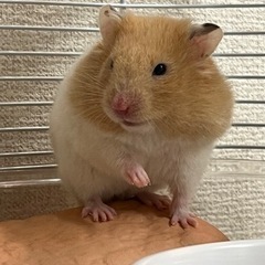 ゴールデンキンクマ里親募集