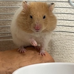 ゴールデンキンクマ里親募集 - 荒川区