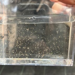 ミジンコ　エサの画像