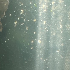 ミジンコ　エサの画像