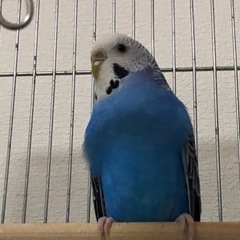セキセイインコ可愛がって頂ける飼い主さん募集します。
