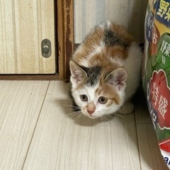 里親さん募集してます！